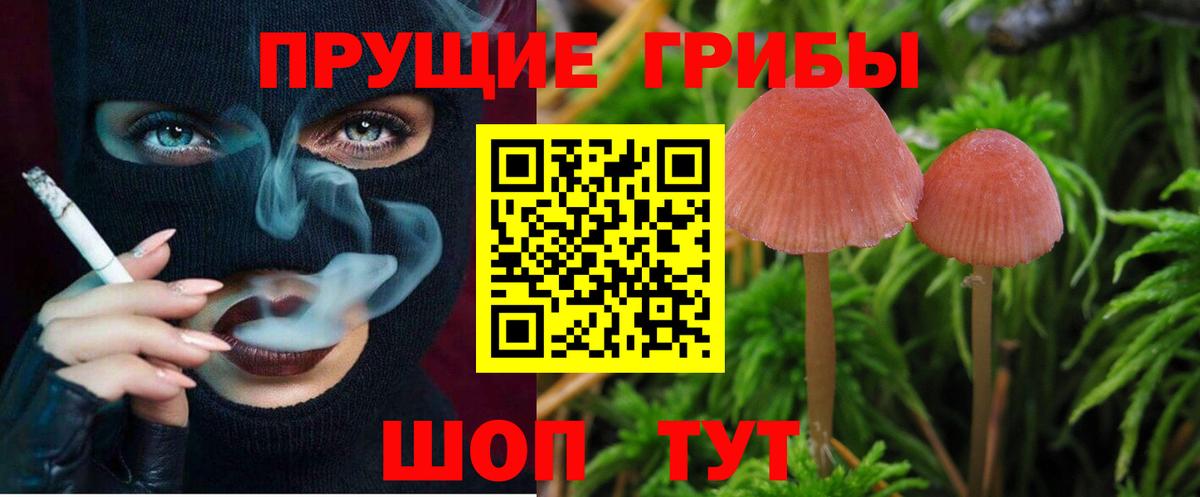 Арзамас  Псилоцибиновые грибы Psilocybine cubensis  Вход с VPN 